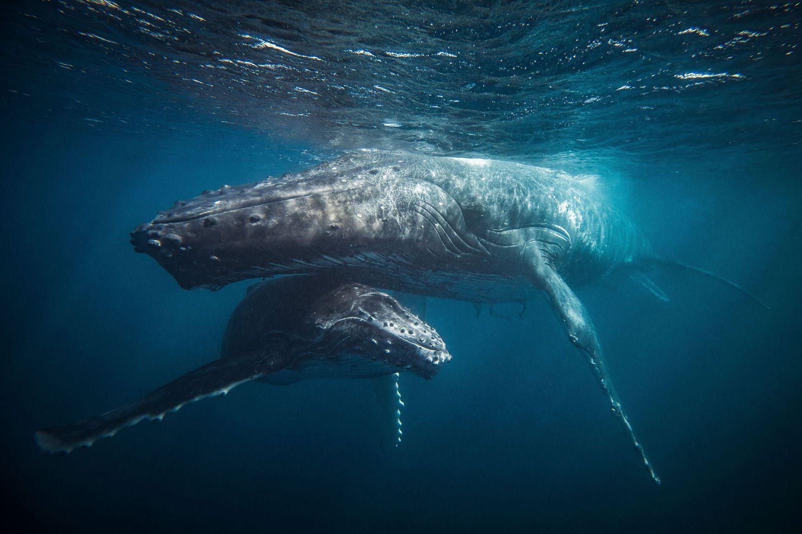 Help protect Australia's oceans from toxic trash