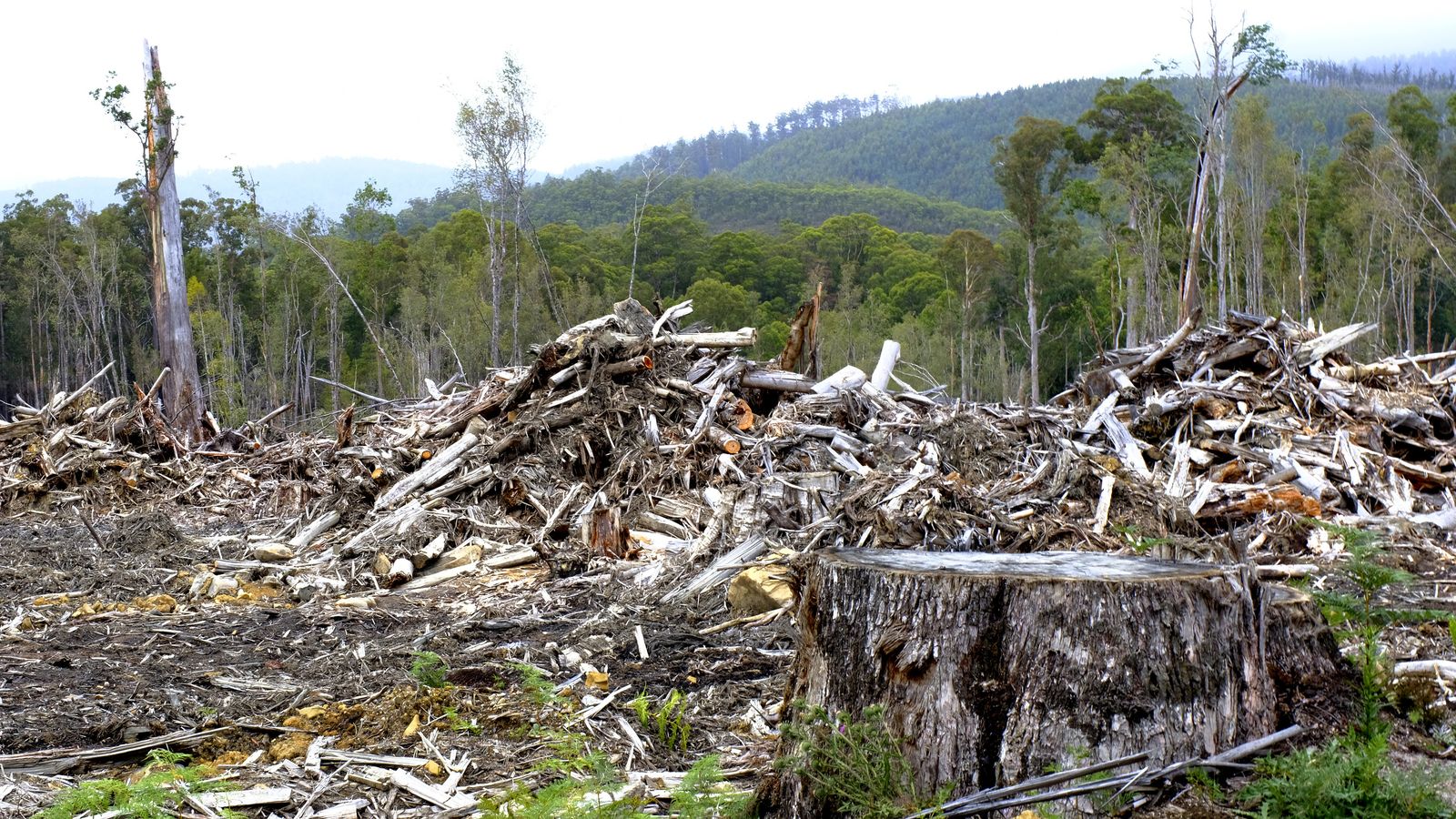 Can Europe save the koala?