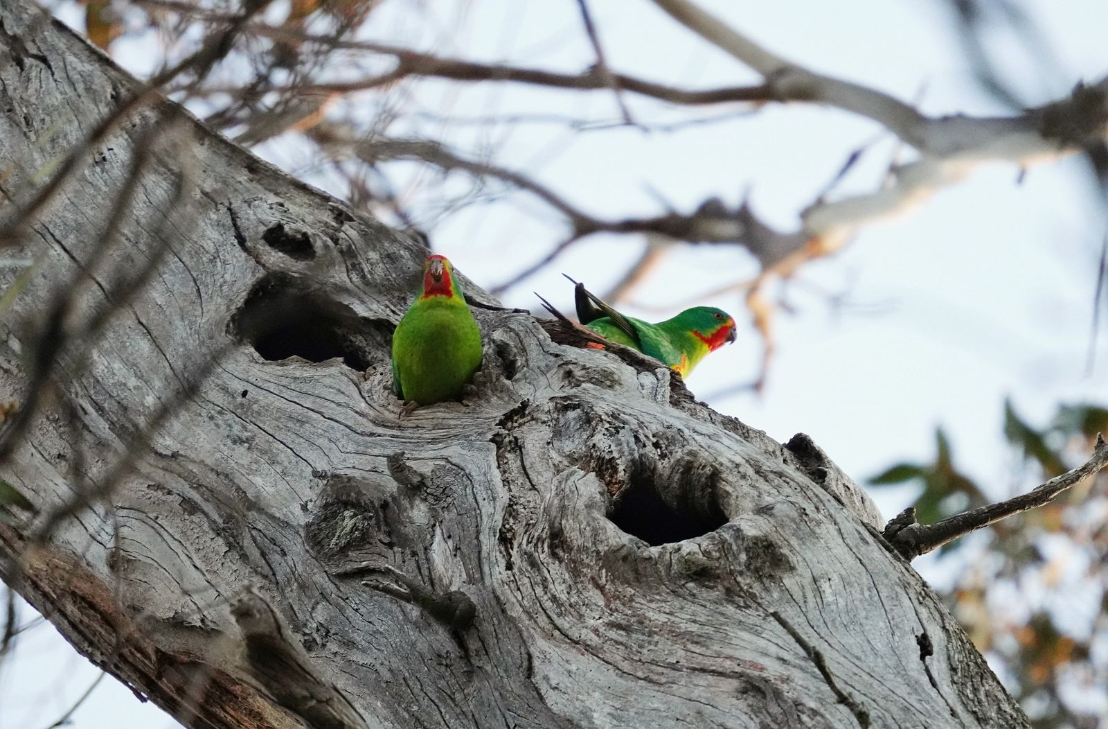 Endangered Australian animals sliding towards extinction