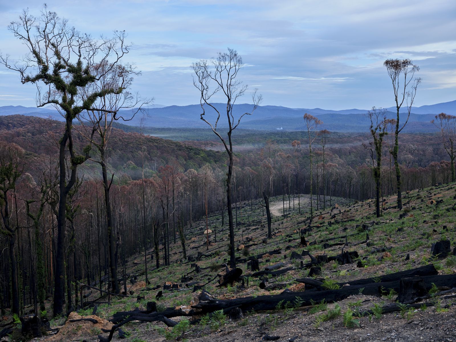 Victoria’s Regional Forest Agreements