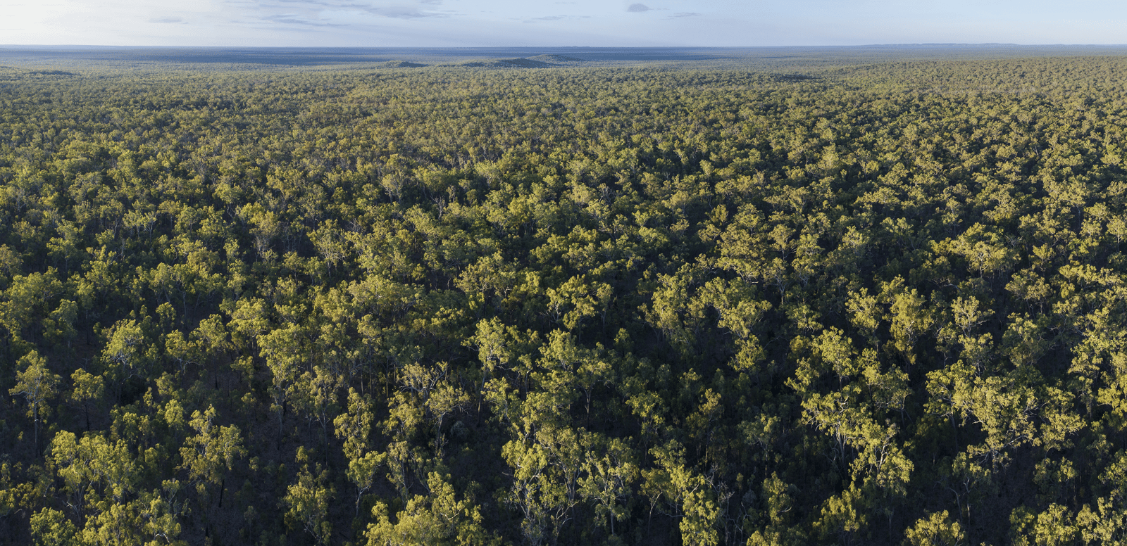 Deforestation explained
