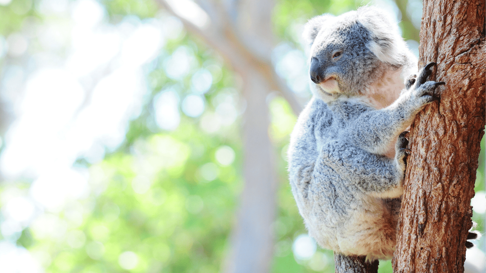 Let’s change our laws for nature