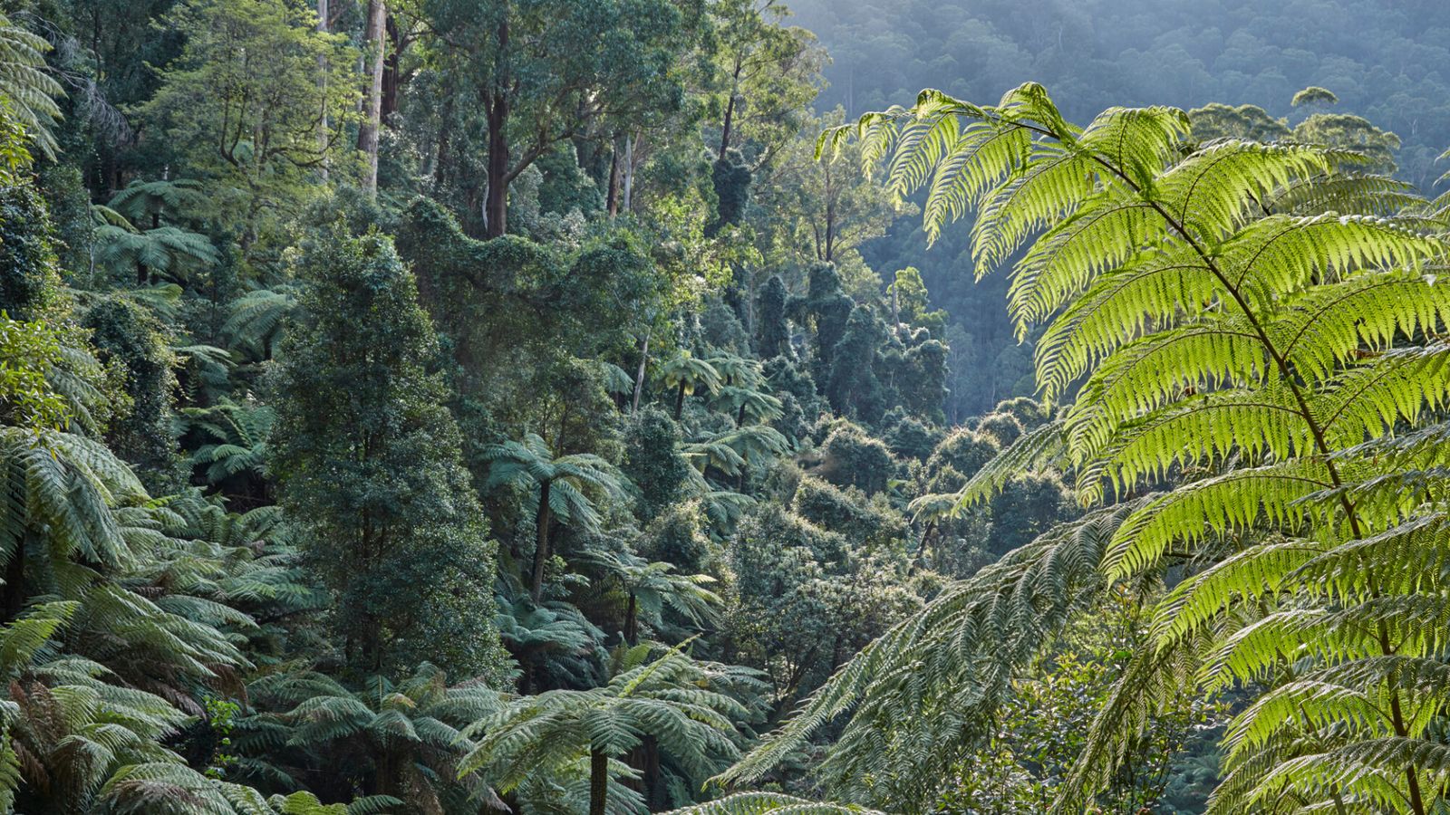 Protecting Victoria's tall forests