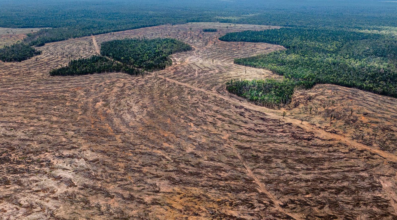 Queensland is bulldozing its forests. It’s time for action.