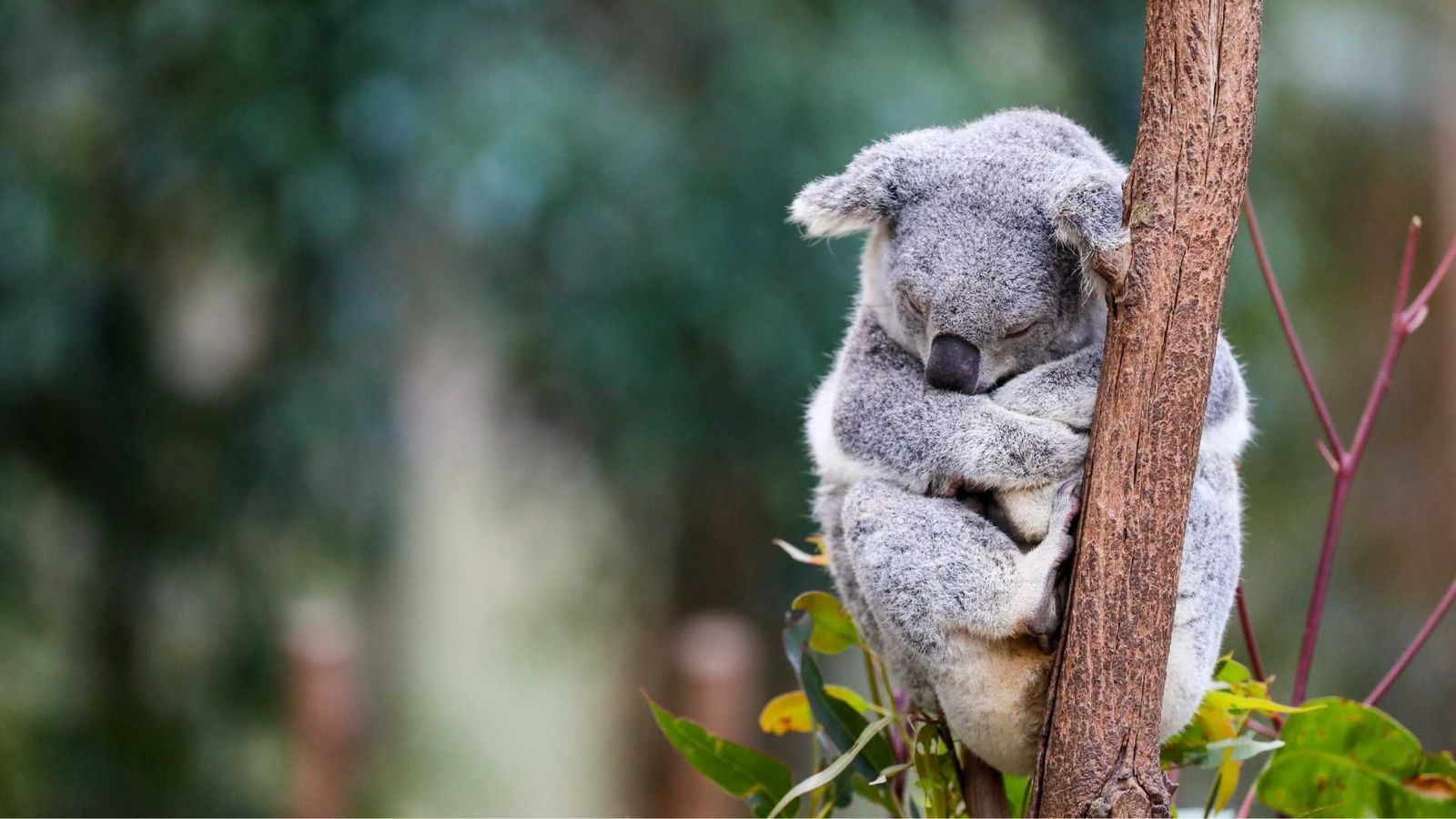 The koala: a national treasure