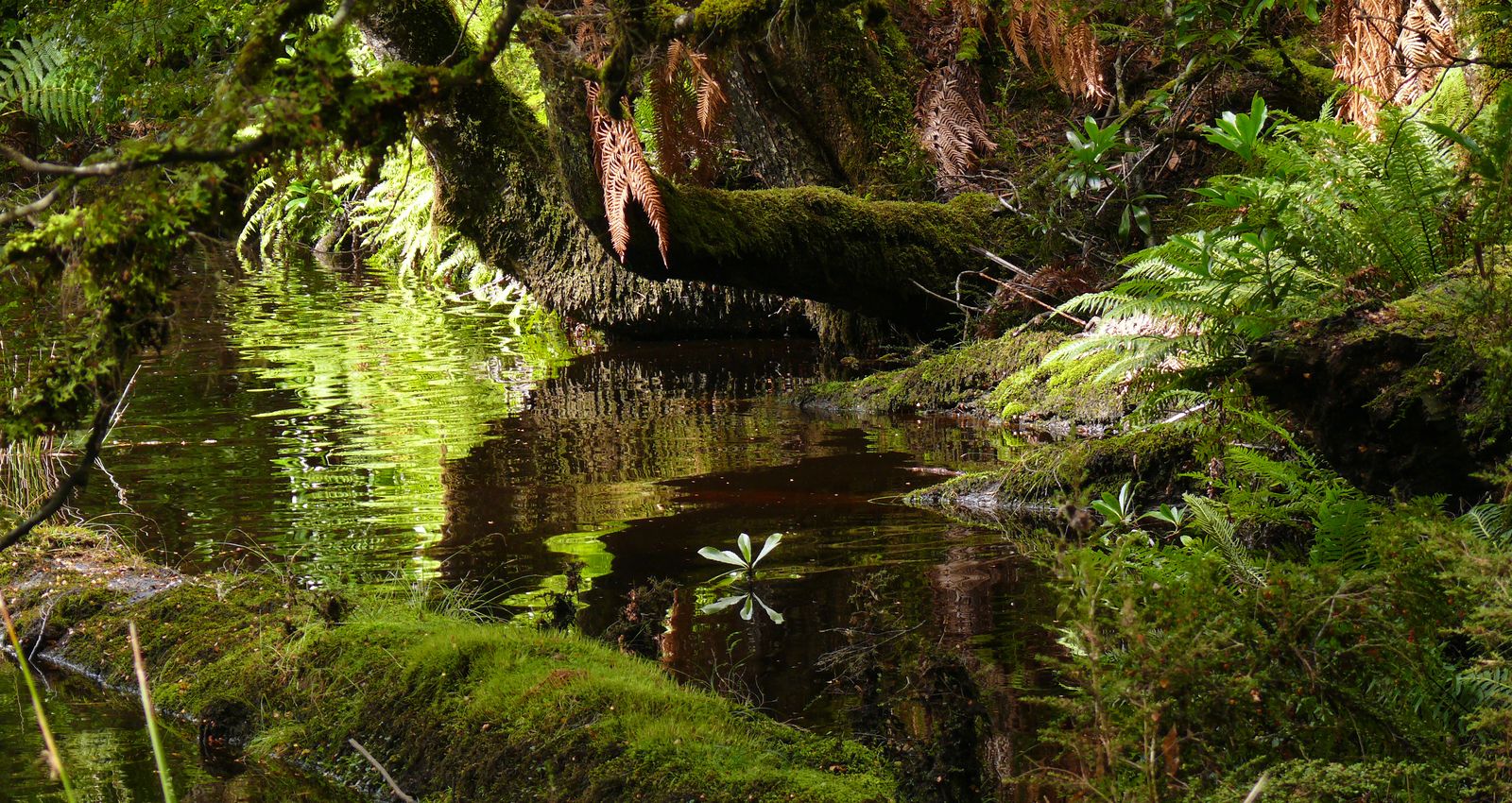 Styx Valley, lutruwita/Tasmania: my favourite walks