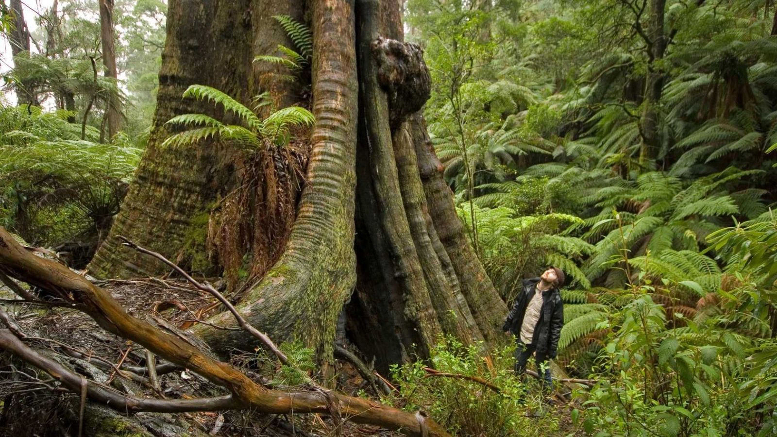 Great Forest National Park