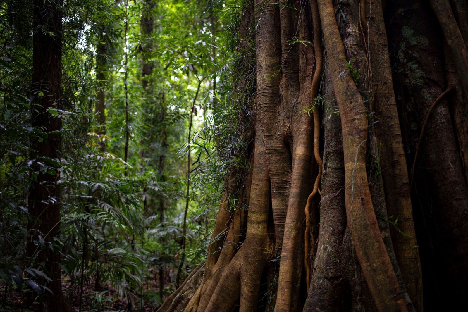 Eastern coastal & range forests