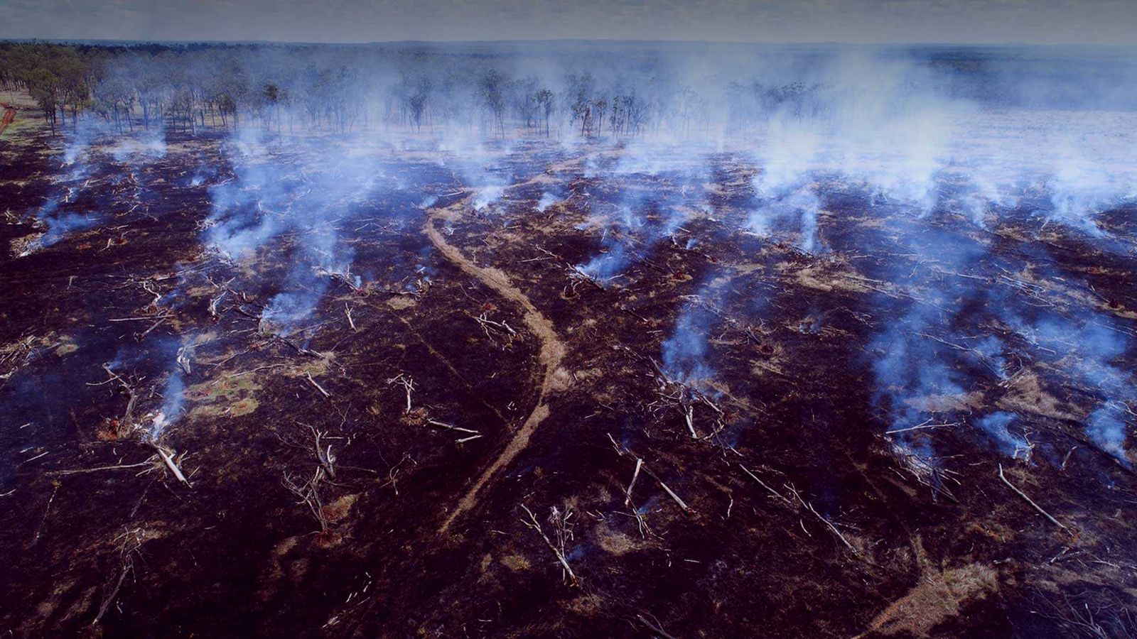 Deforestation