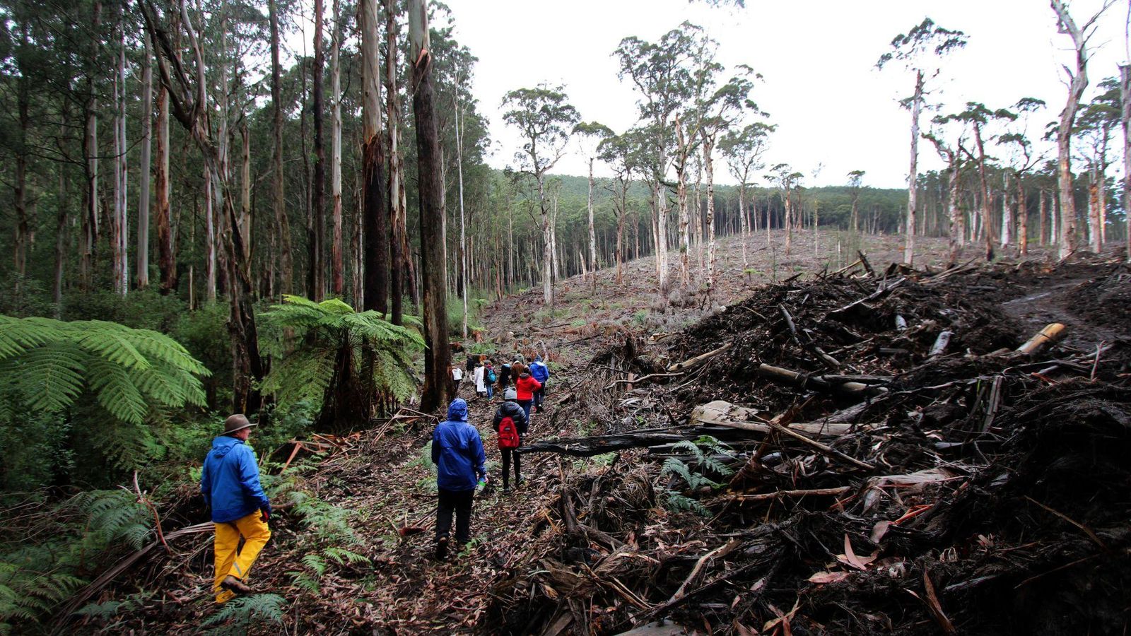 Biodiversity risk