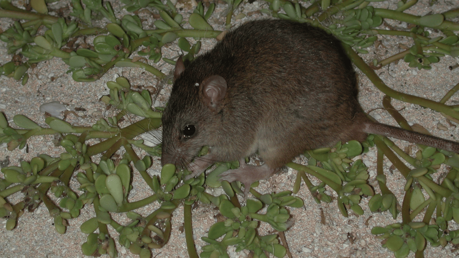 Bramble Cay Melomys Day