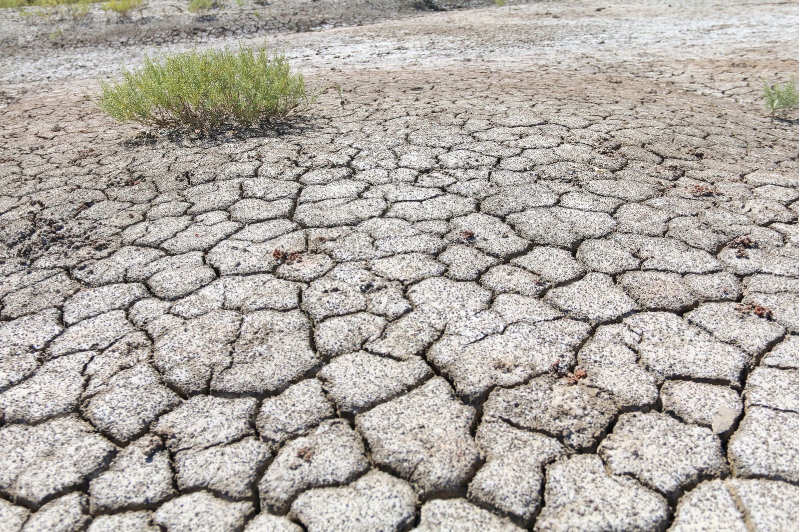 Why the Albanese government's 'nature repair market' is risky