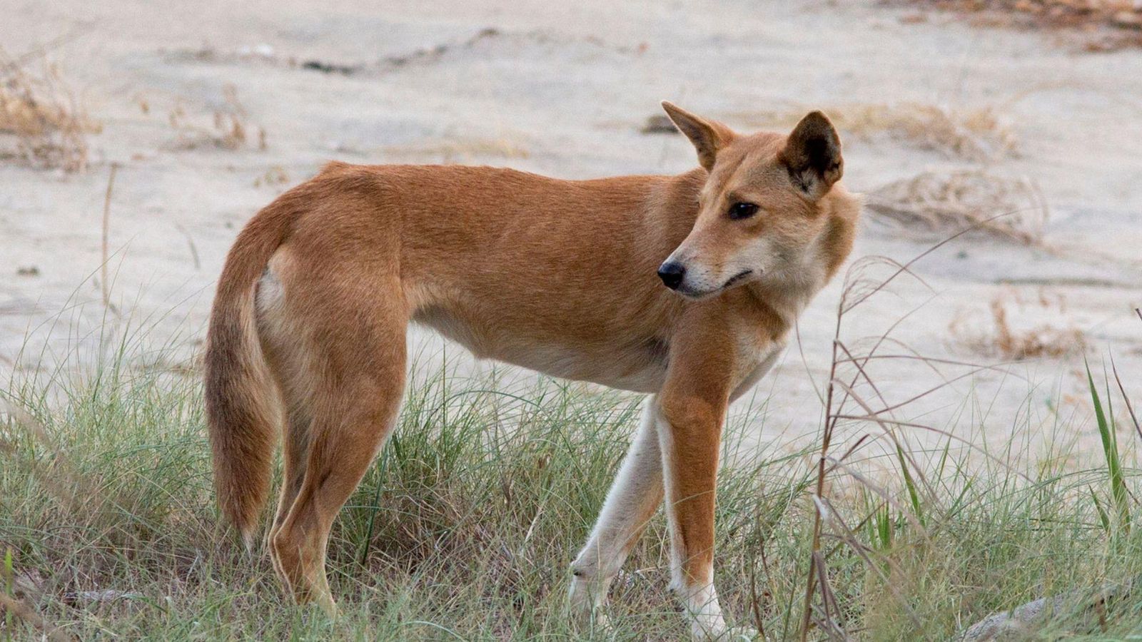 Dingoes