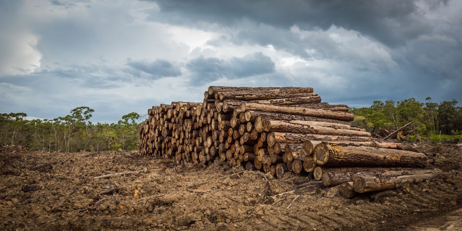 5 ways you can help stop deforestation now
