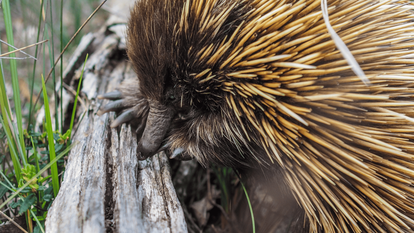 Iconic wildlife
