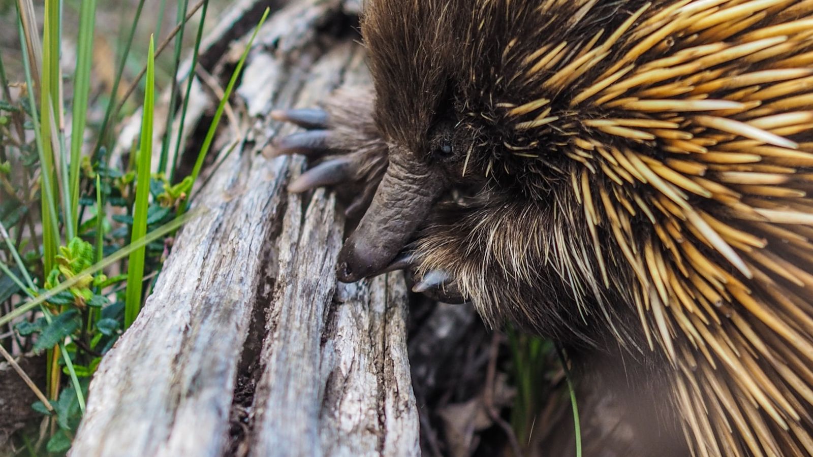 10 endangered Australian animals in need of urgent help