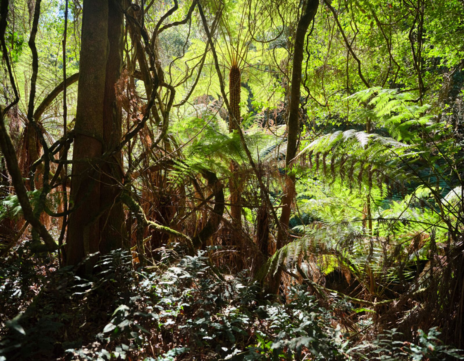 2024 Update: Protecting Australia's native forests