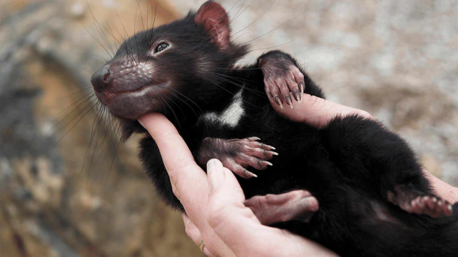 National icon: the Tasmanian Devil