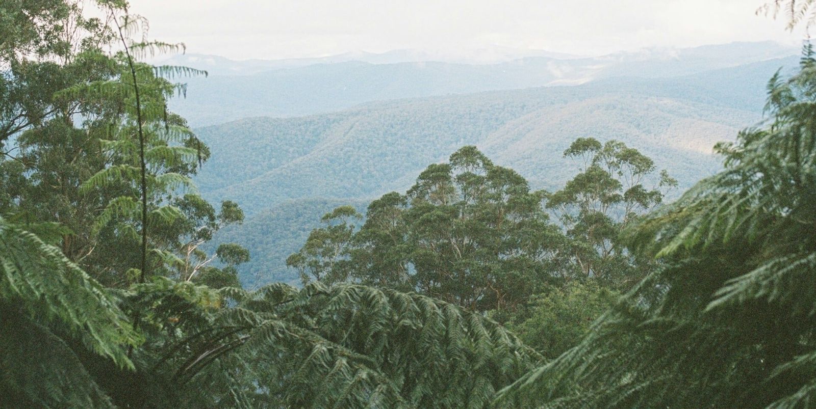 Victoria’s tall forests