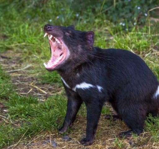 National icon: the Tasmanian Devil
