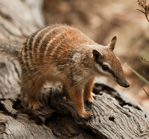 Numbat, WA