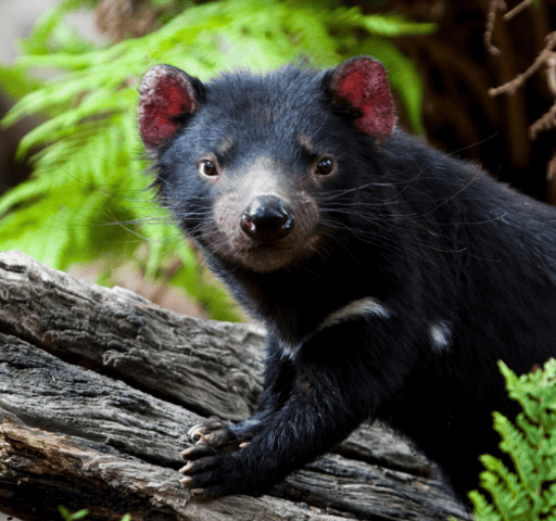 Tasmanian Devil, TAS