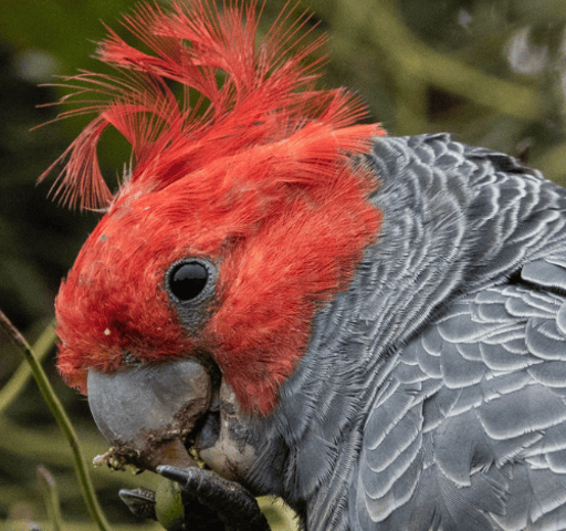Gang Gang Cockatoo, ACT
