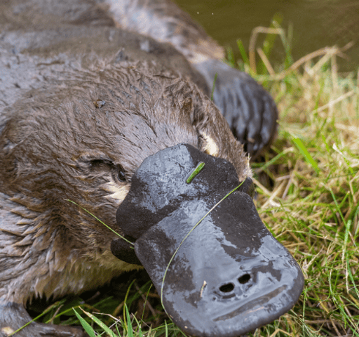 Platypus, New South Wales