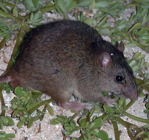 Bramble Cay Melomys Day