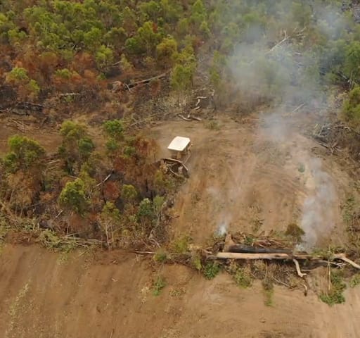 Deforestation: explained