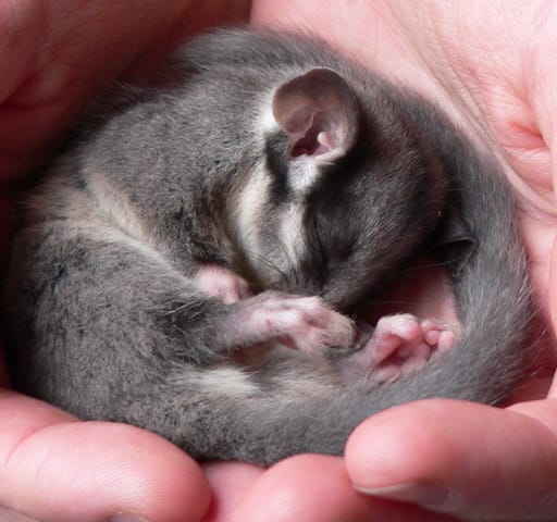 Small, speedy & on the brink of extinction