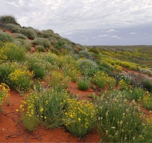 Munga-Thirri / Simpson Desert