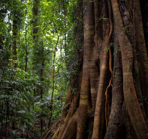 Eastern coastal & range forests