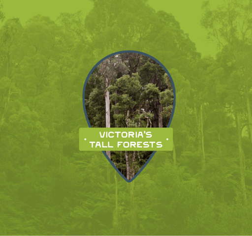 Victoria's tall forests