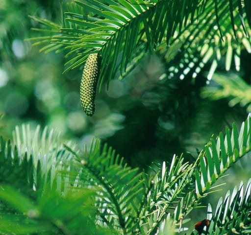 Wonders of Wollemi