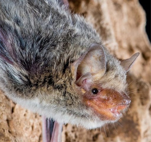 5 animals you'll only see on a Kimberley wildlife tour