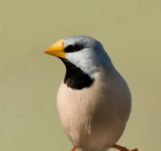 Long-Tailed Finch, WA