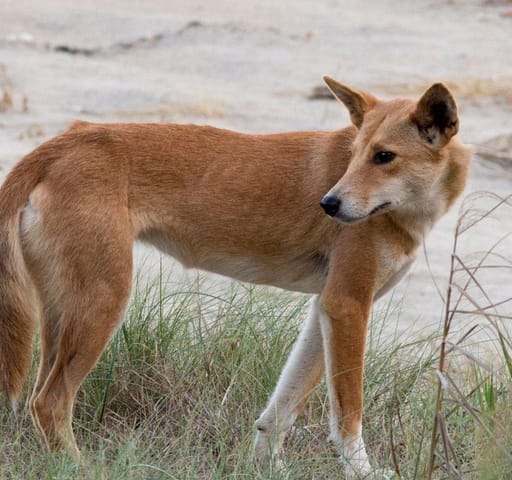 Dingoes