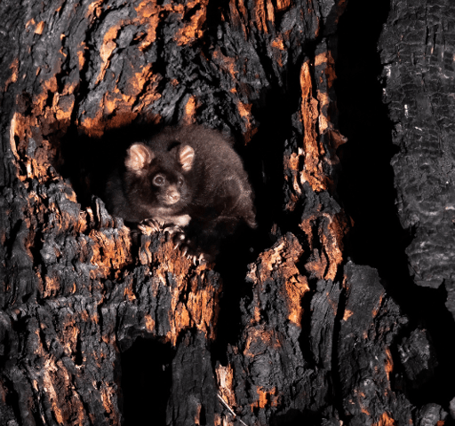 Australian animals sliding towards extinction