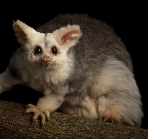 Aussie animals facing extinction: Greater Glider