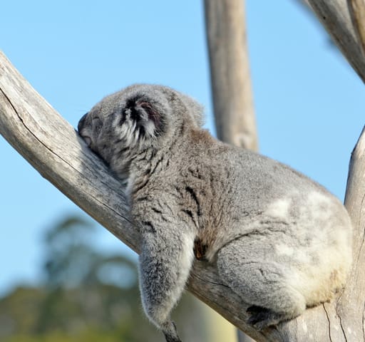The fight for better nature laws