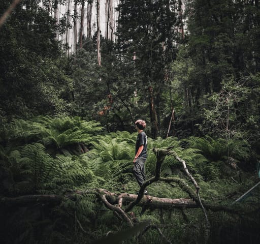 Protect Victoria's forests for good