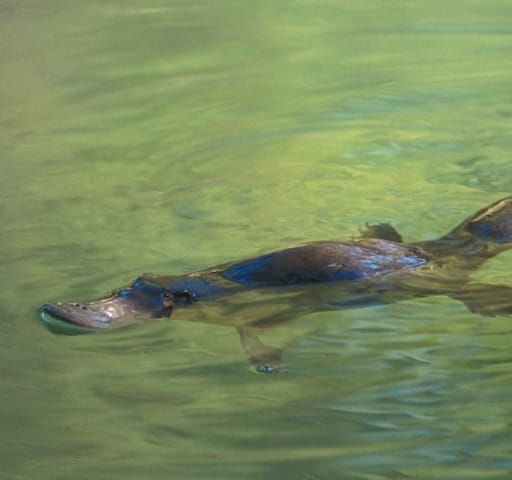 National icon: the Platypus