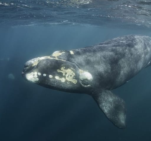 Southern Right Whale