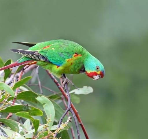 Swift Parrot