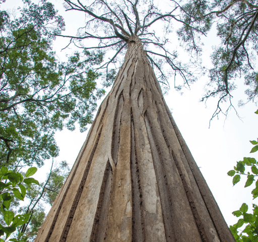 Tall forests of South-West WA