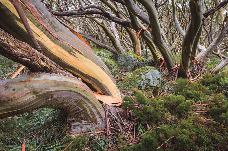 Wilderness Journal #012
