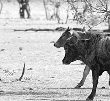 cattle