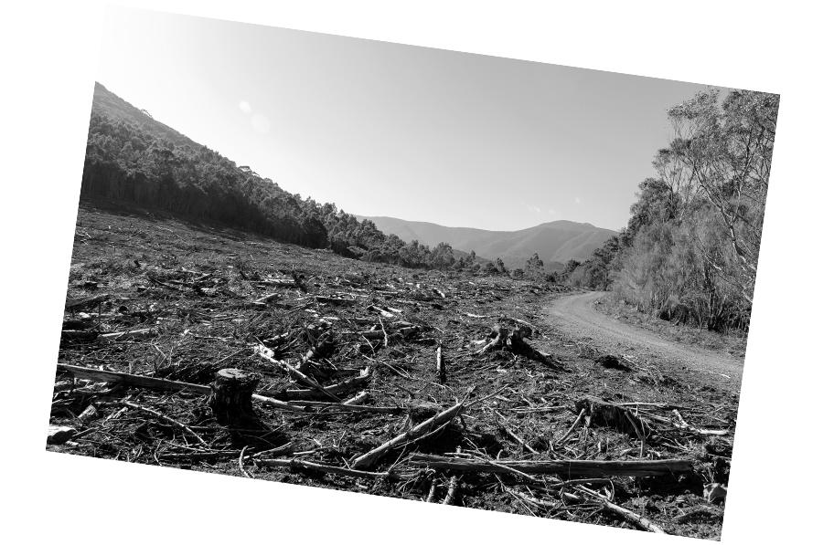 forest knocked down, road and tree stumps
