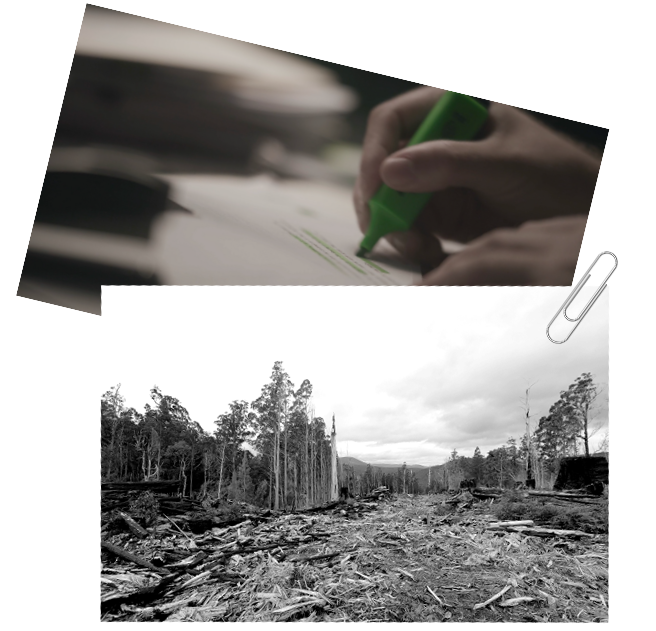 logging
